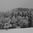 Winterwald