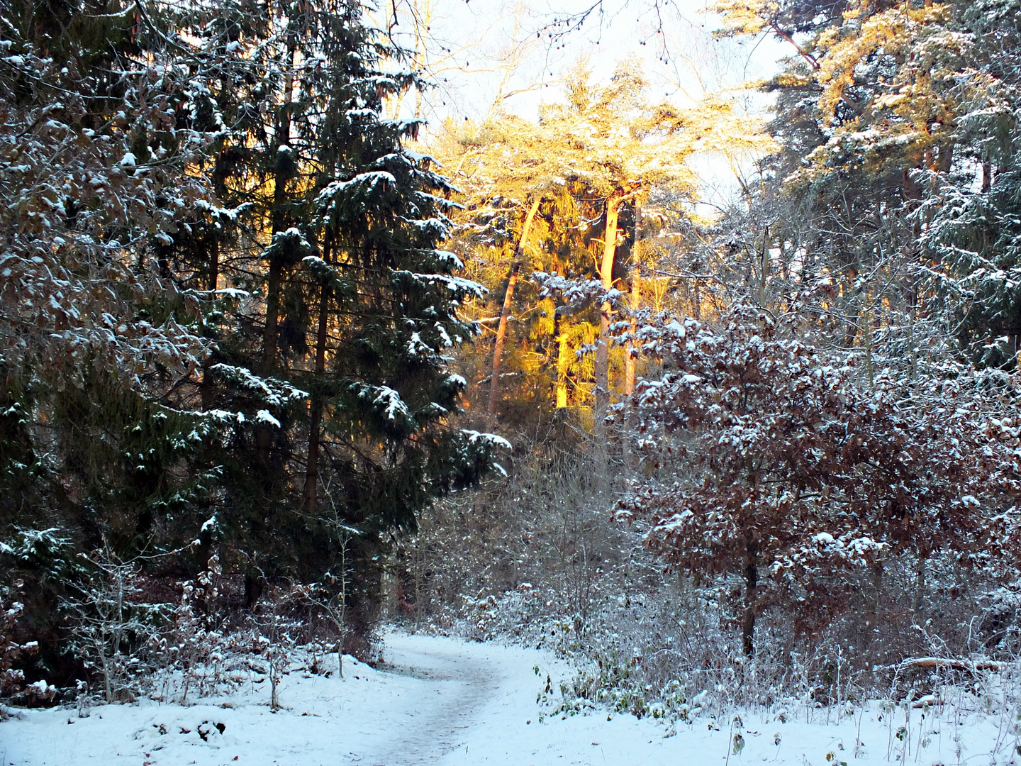 Winterwald