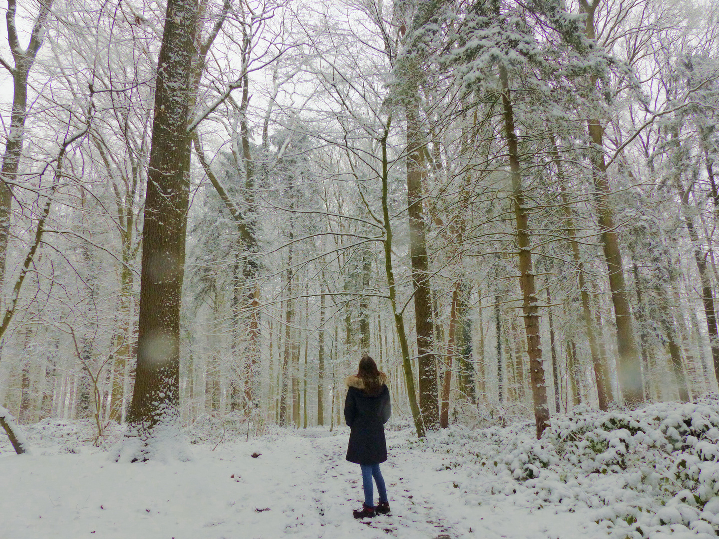 Winterwald