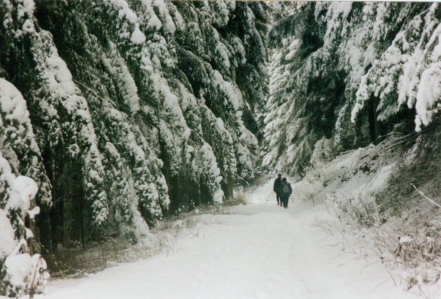 winterwald