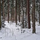 Winterwald