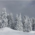 Winterwald 3