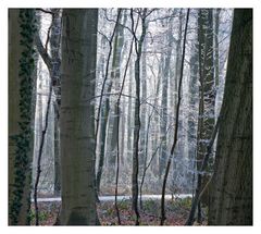 Winterwald 3