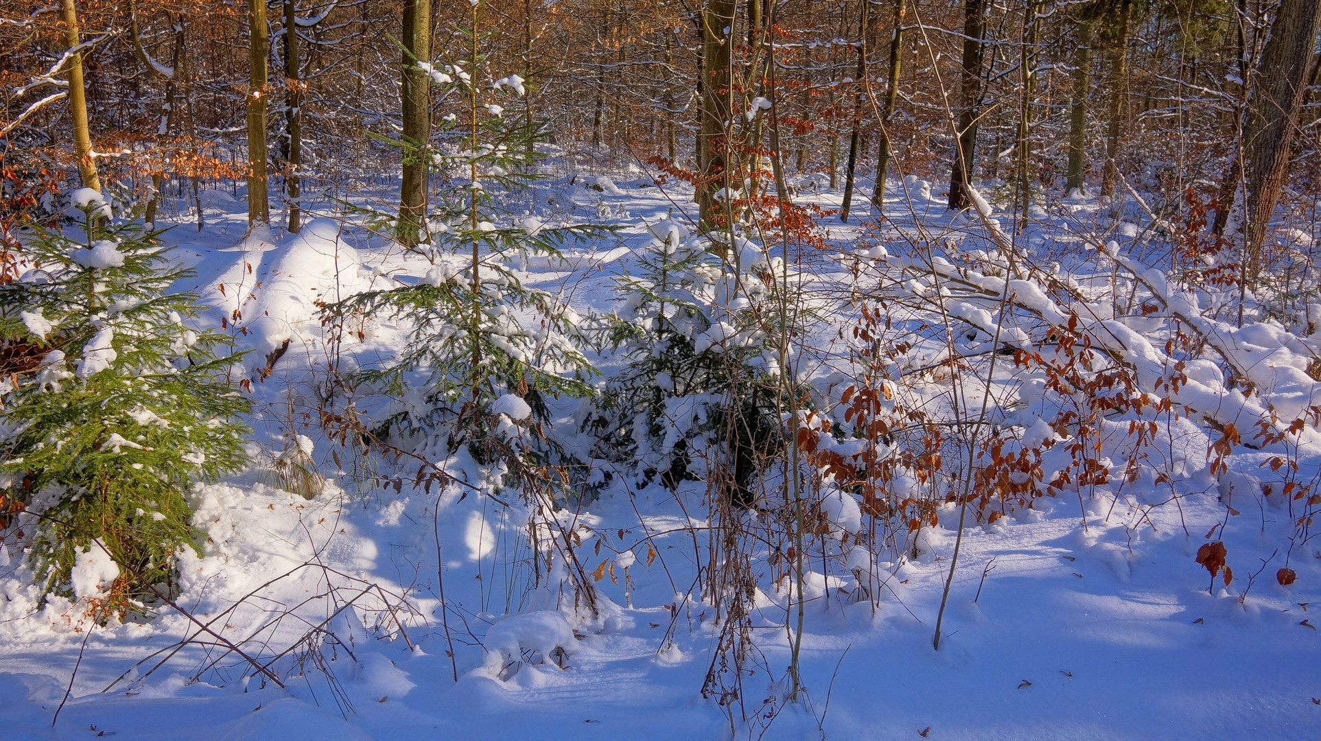 Winterwald, 3 (bosque invernal, 3)