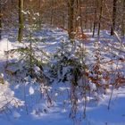 Winterwald, 3 (bosque invernal, 3)