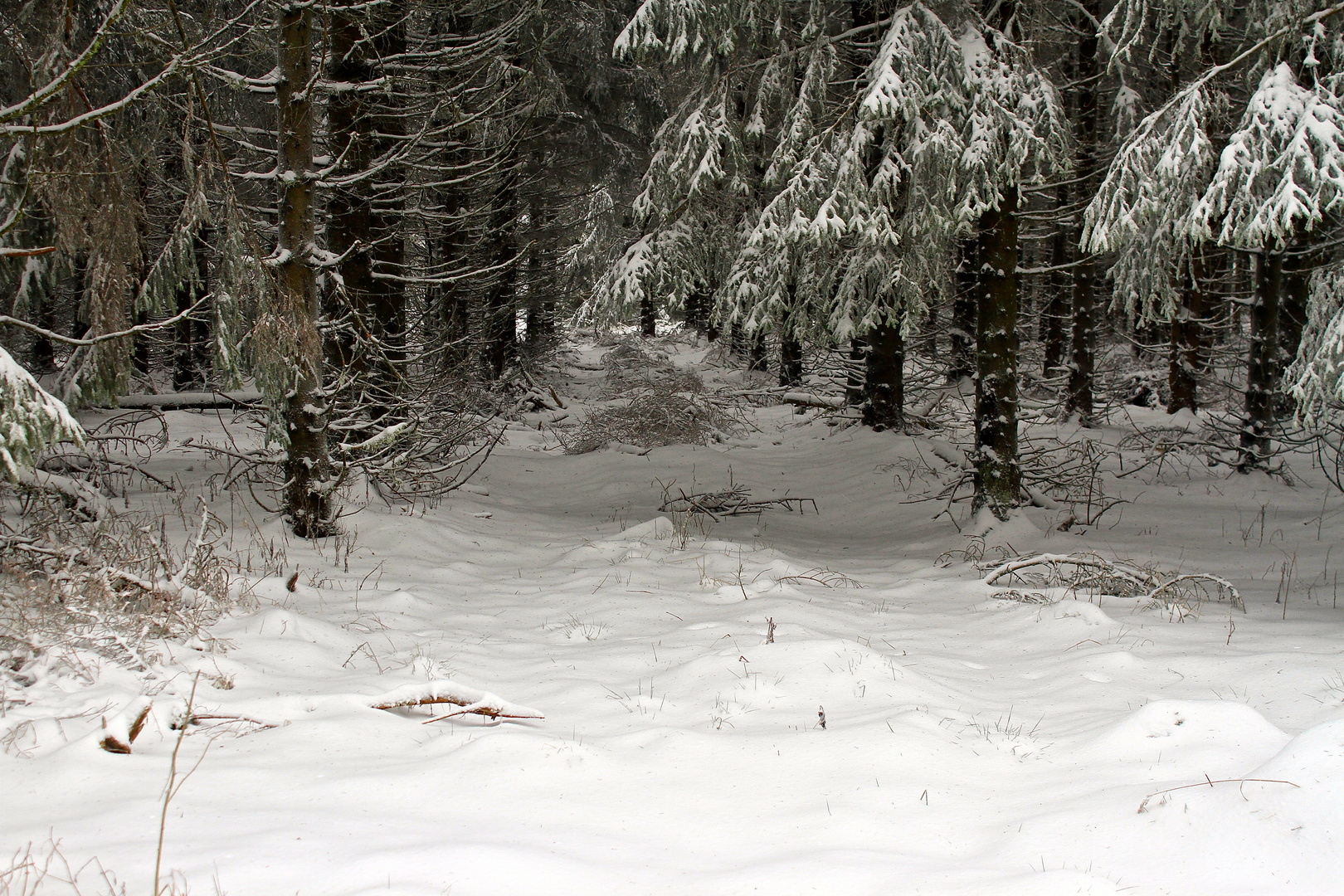 Winterwald 3