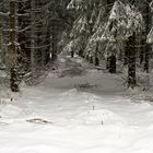 Winterwald 3