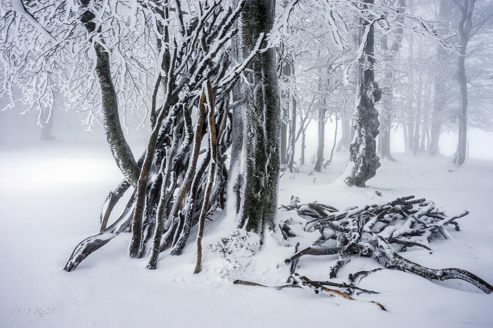 winterwald