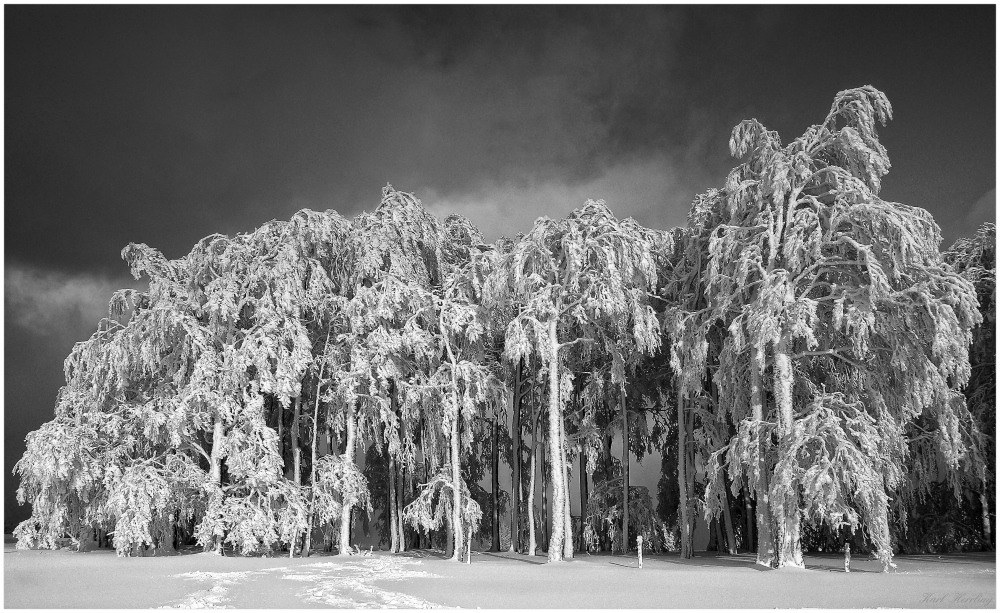 Winterwald