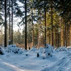 Winterwald