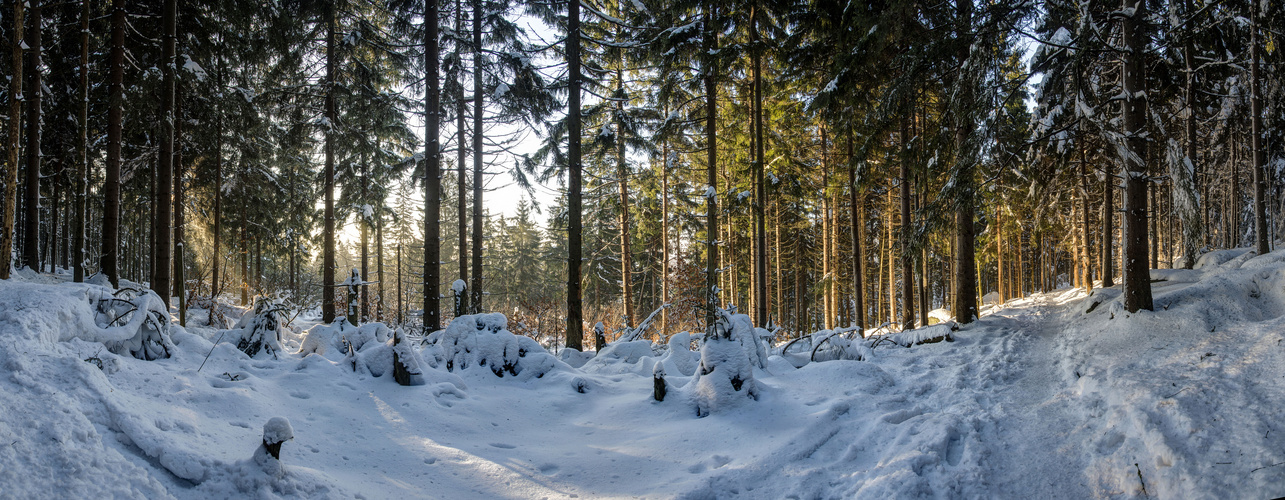 Winterwald