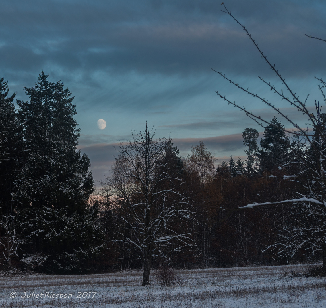 Winterwald