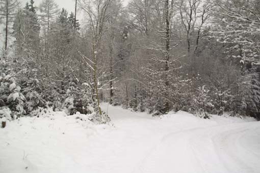 Winterwald