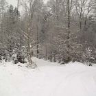 Winterwald