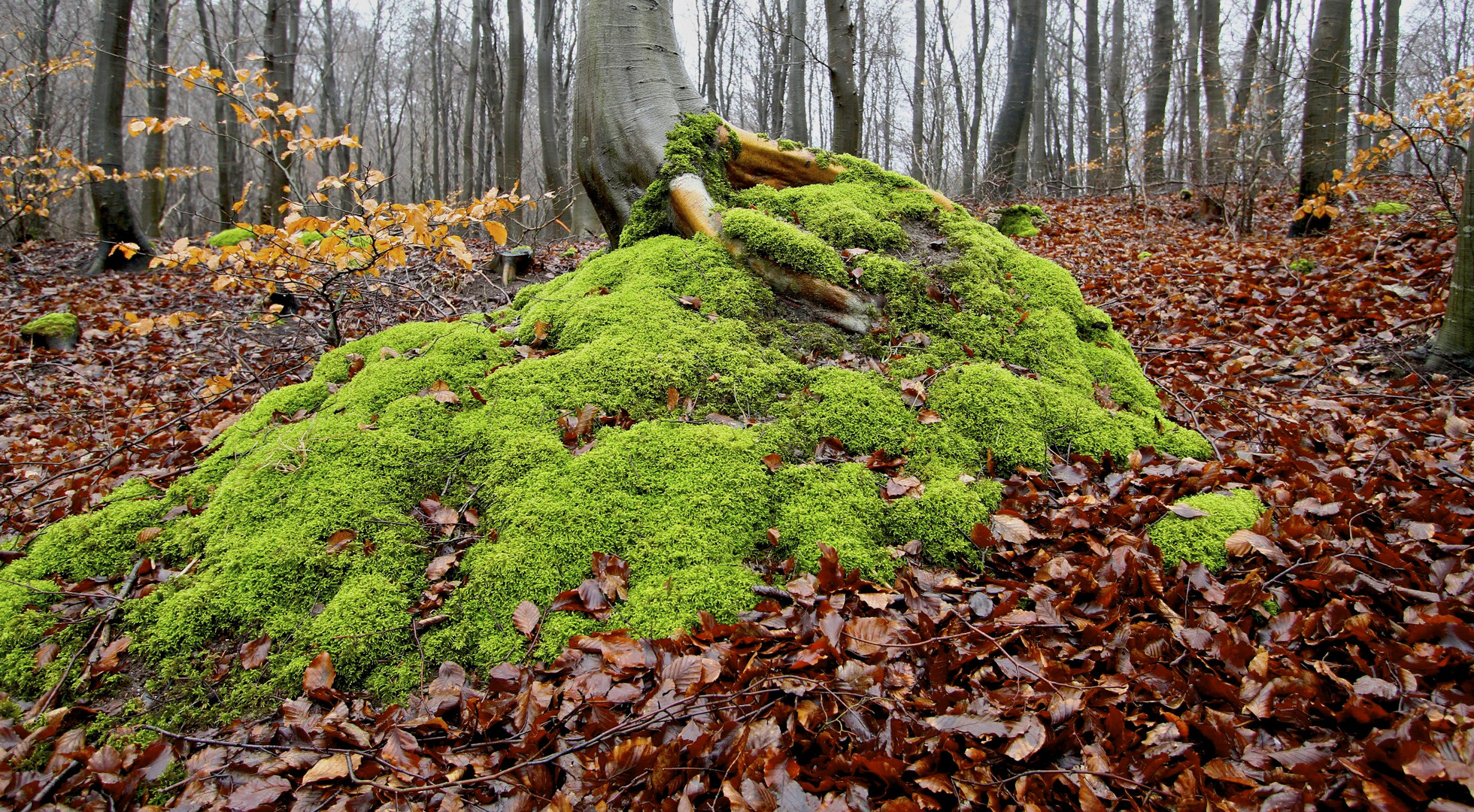 Winterwald...