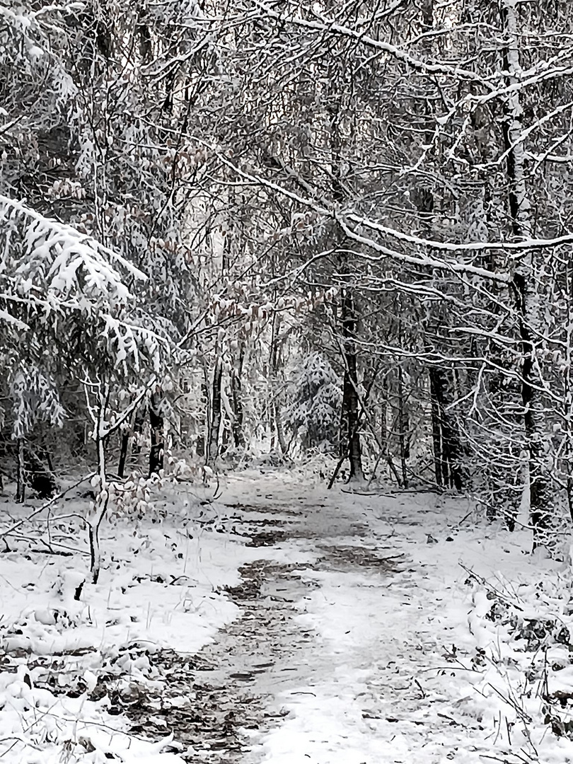 Winterwald