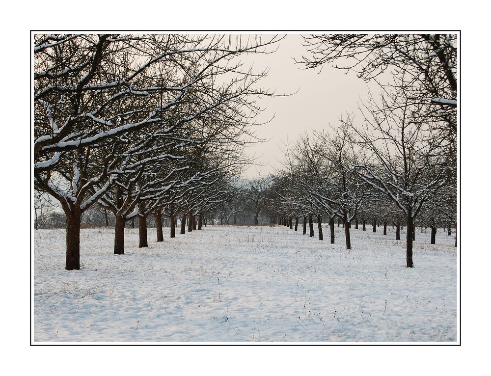 Winterwald