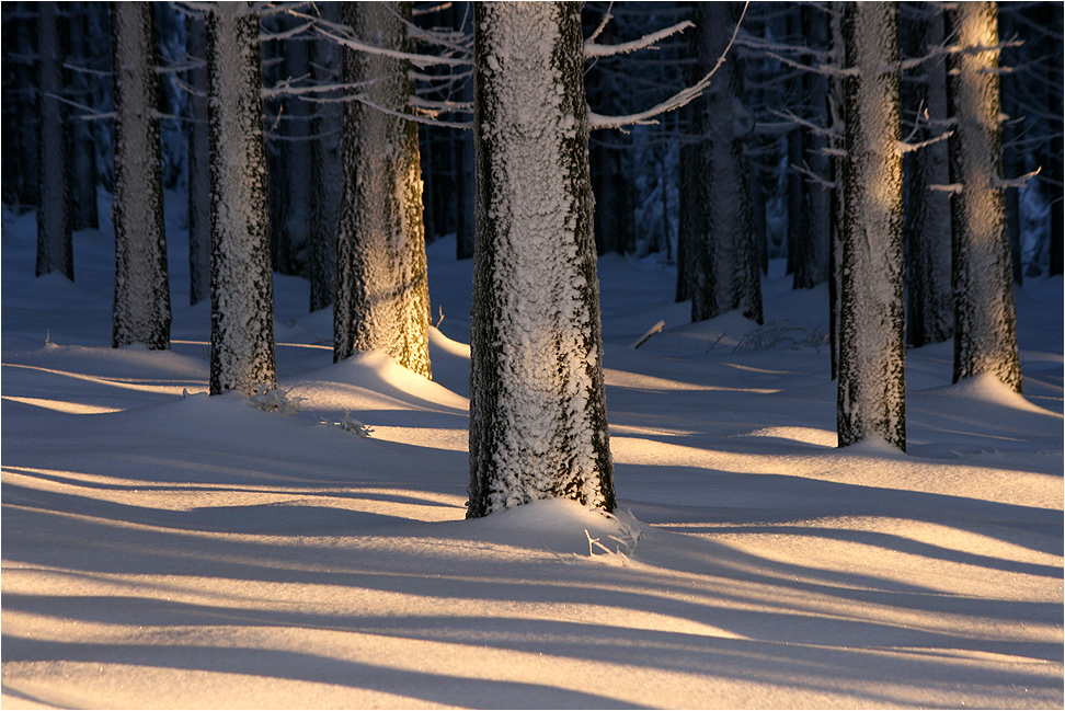 ~ Winterwald ~