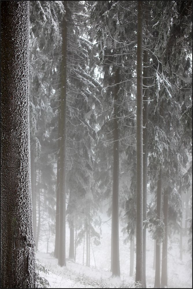 Winterwald