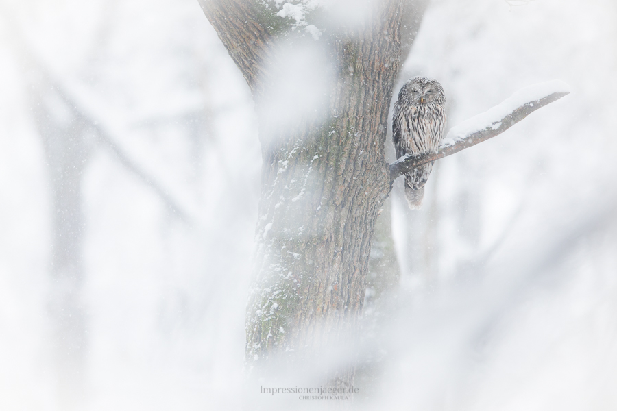 Winterwald