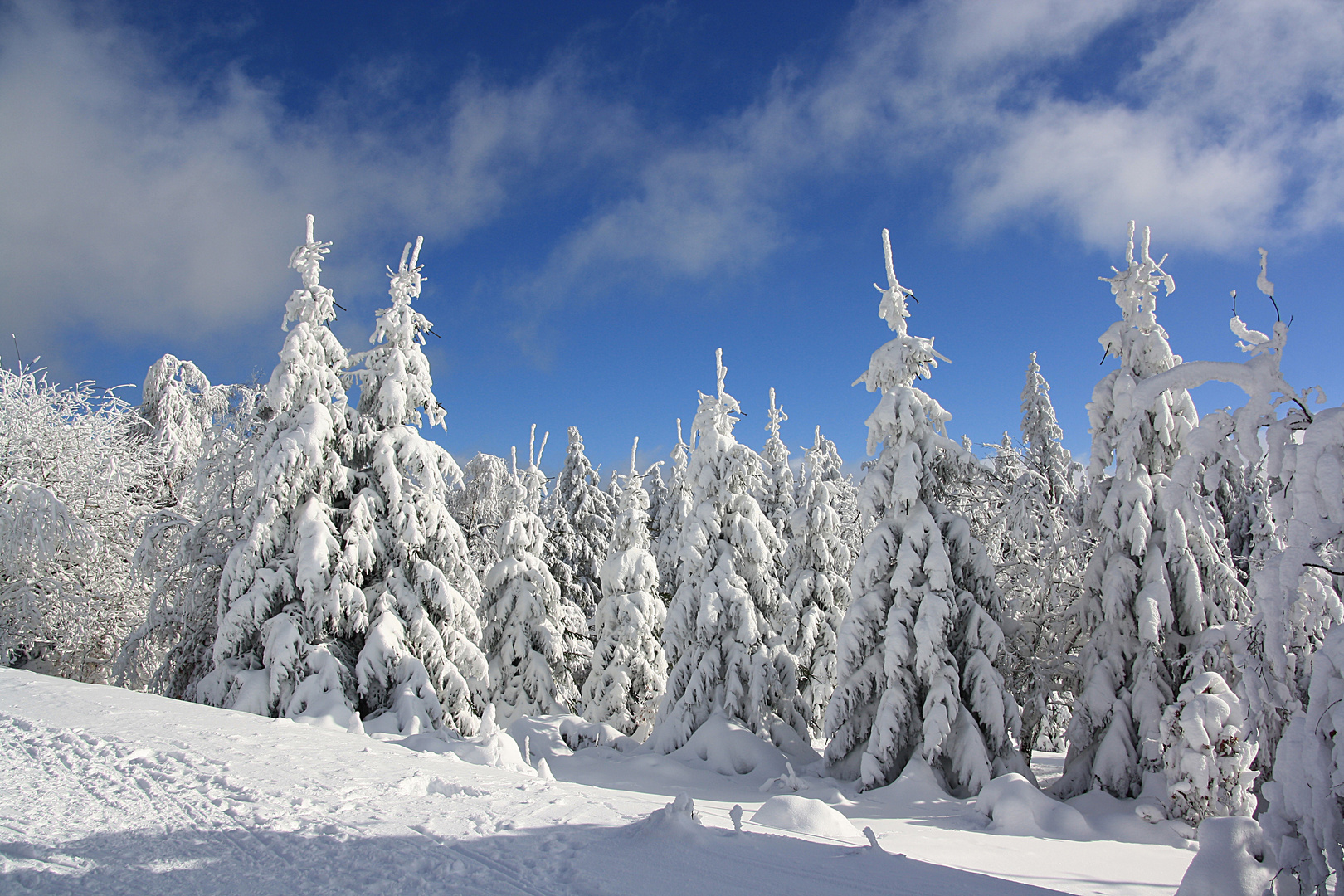 Winterwald