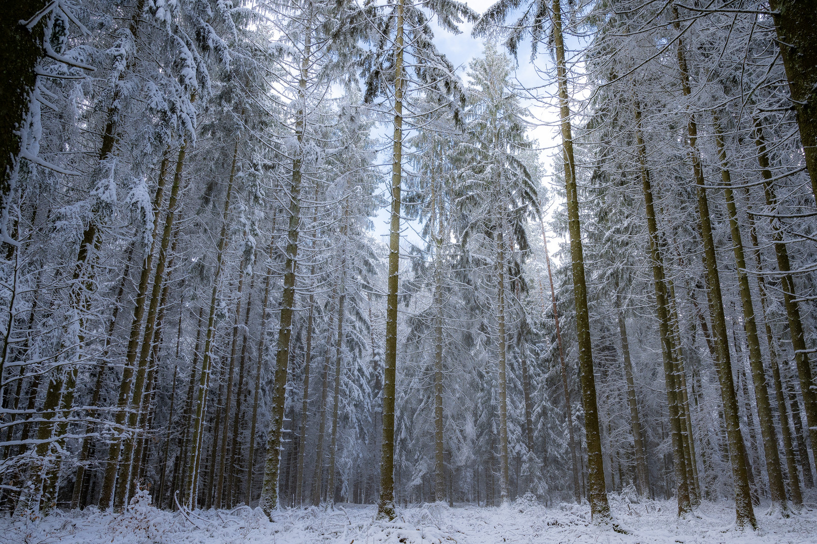 Winterwald