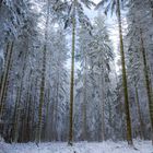 Winterwald