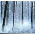 Winterwald