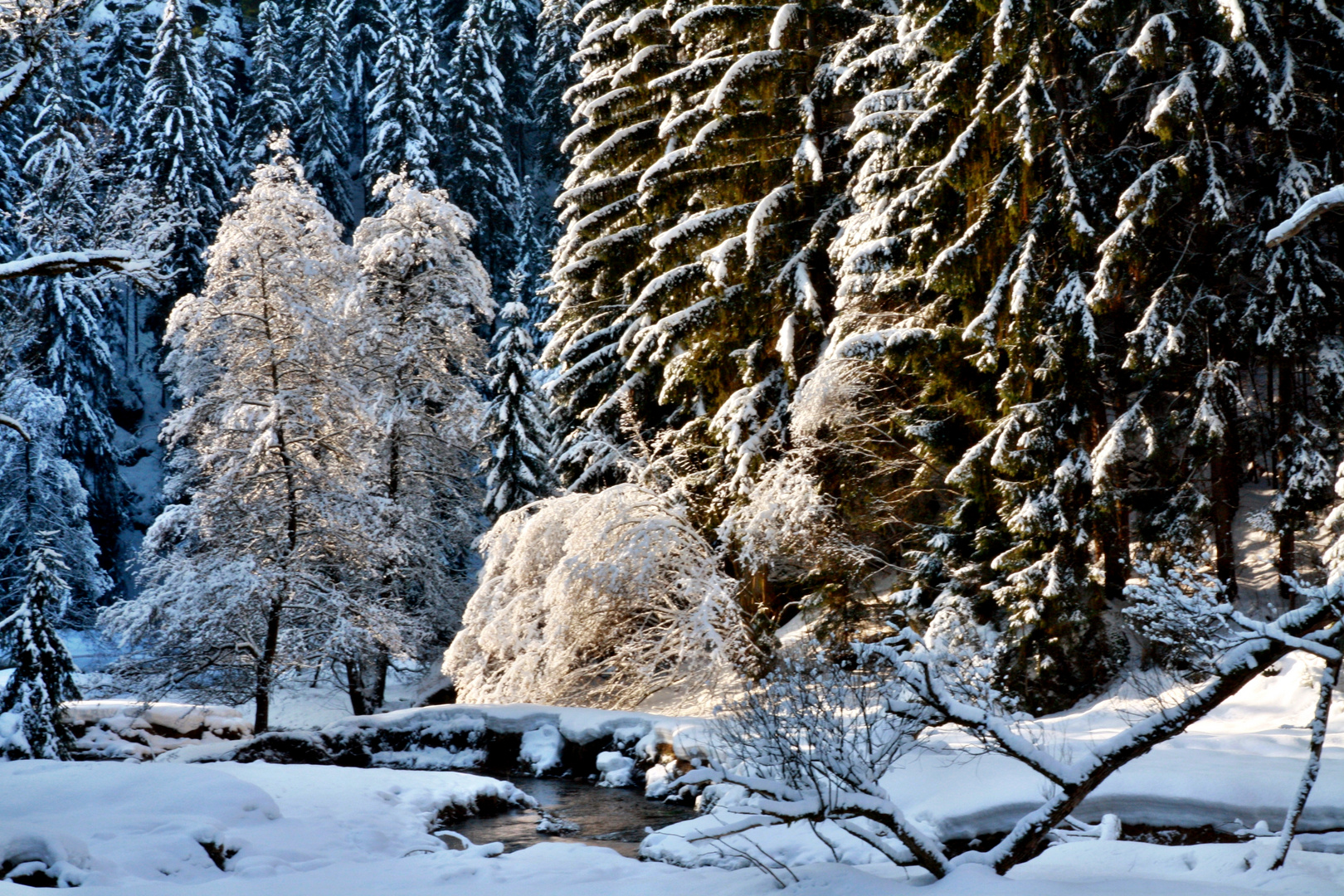 Winterwald