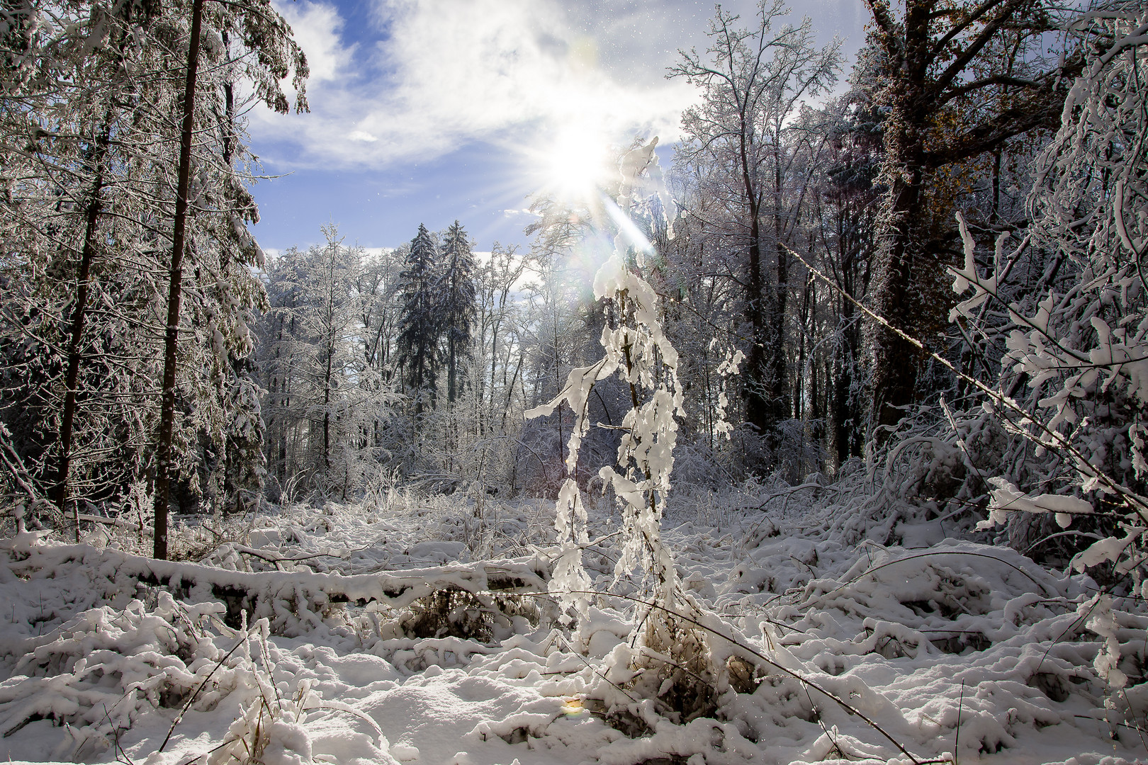 Winterwald