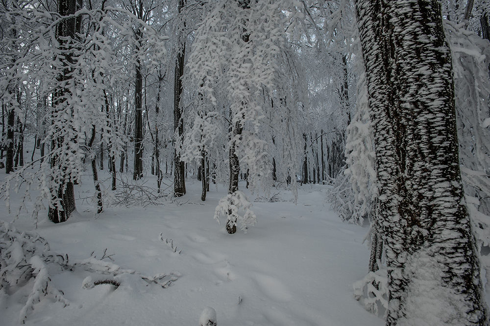 Winterwald