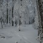 Winterwald