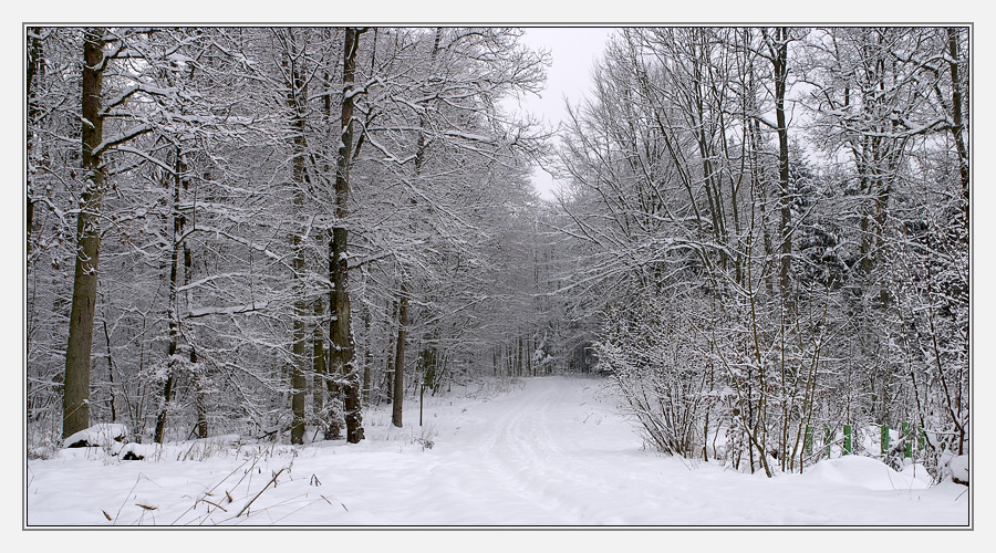 Winterwald