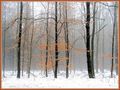 Winterwald von Heinz Seelbach