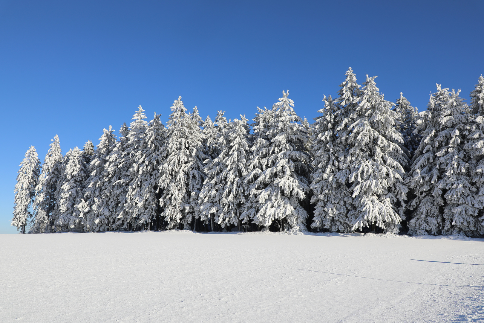 Winterwald