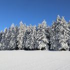 Winterwald