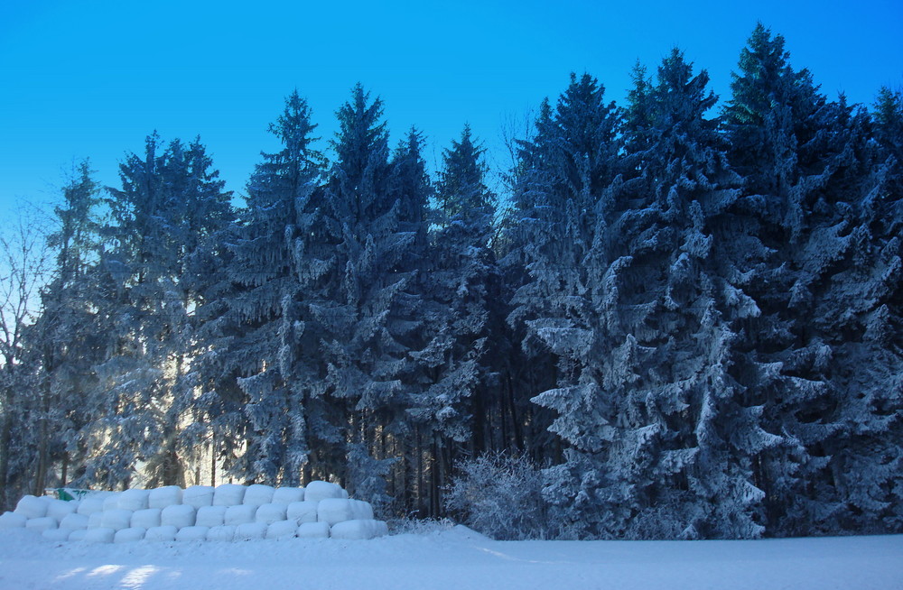 Winterwald