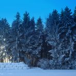 Winterwald