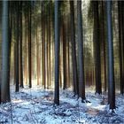 Winterwald