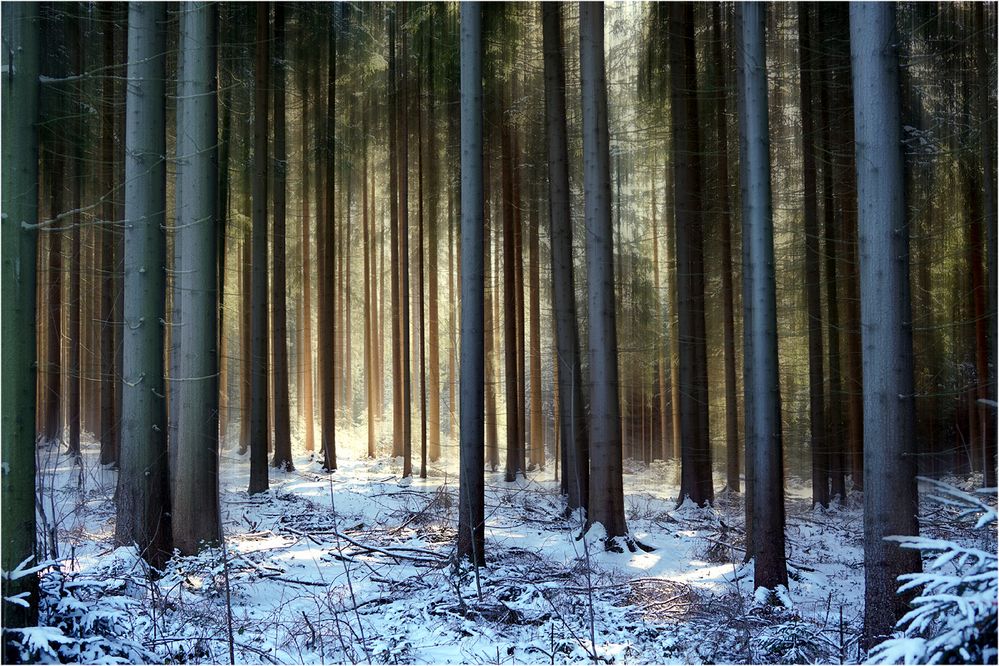 Winterwald