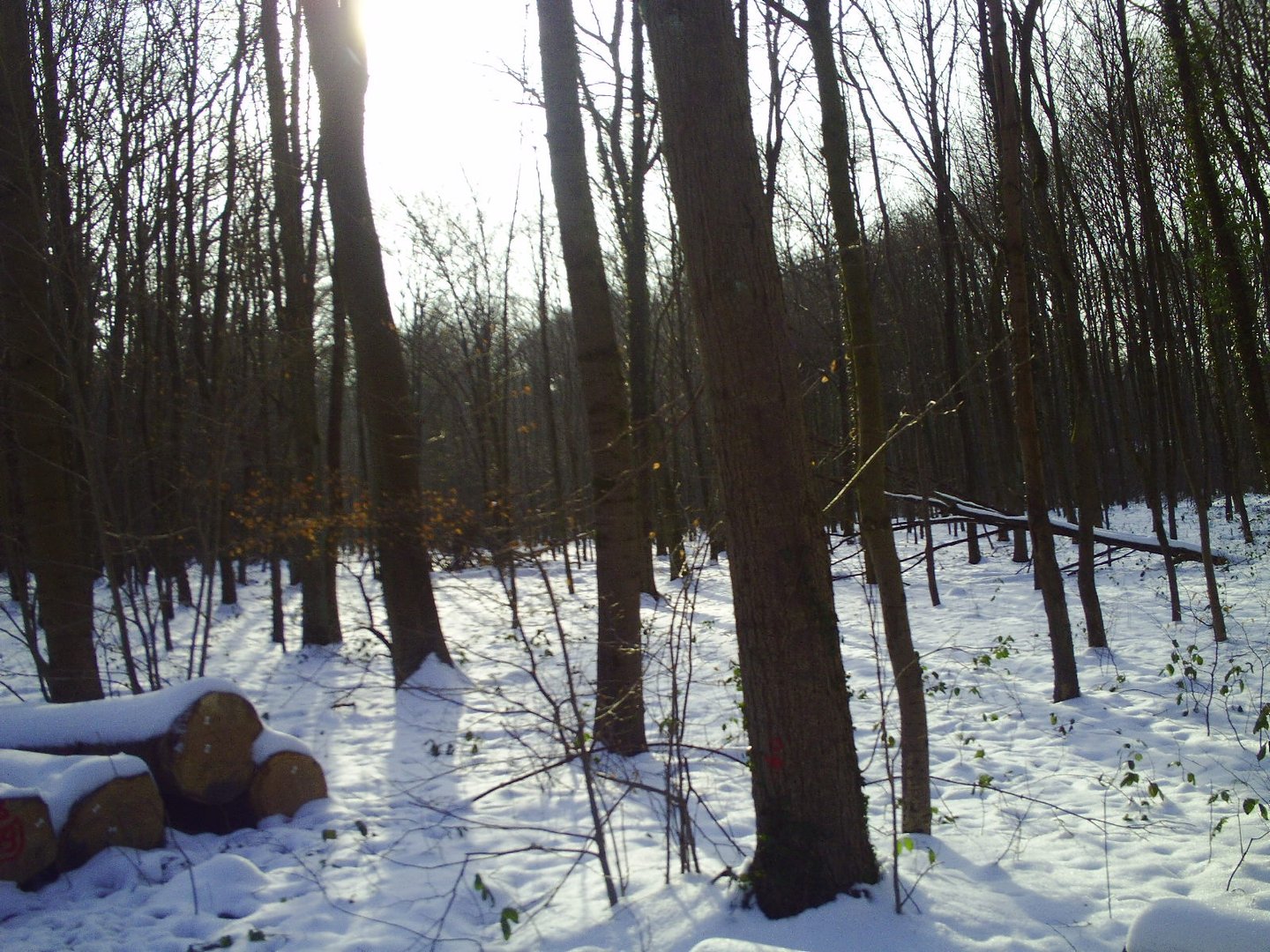 Winterwald