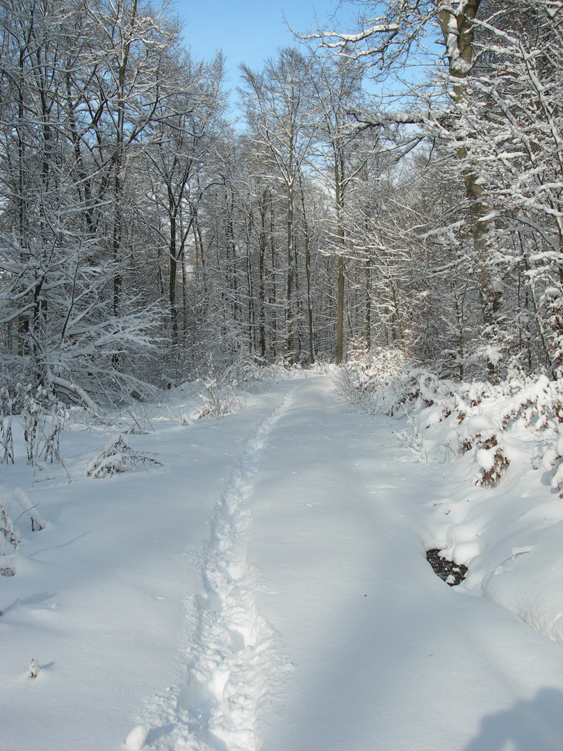 Winterwald