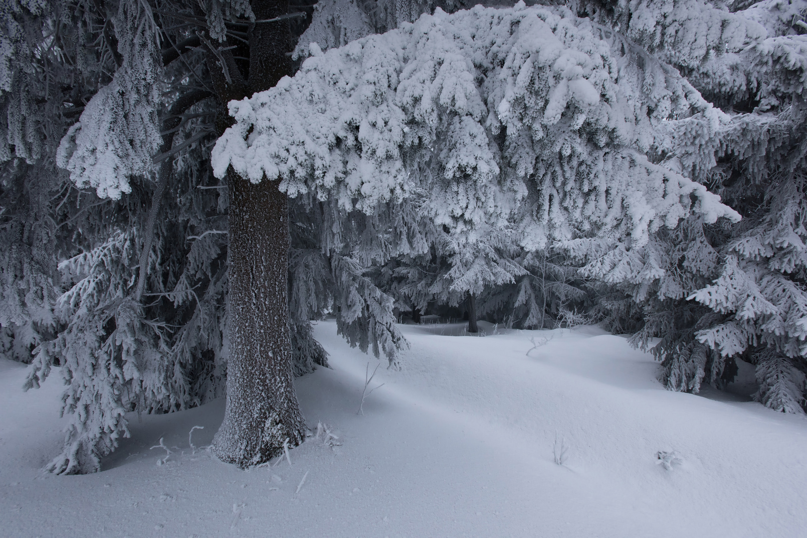 Winterwald.....