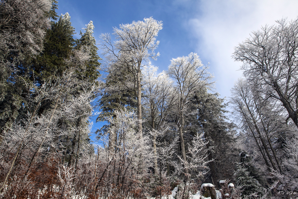 winterwald