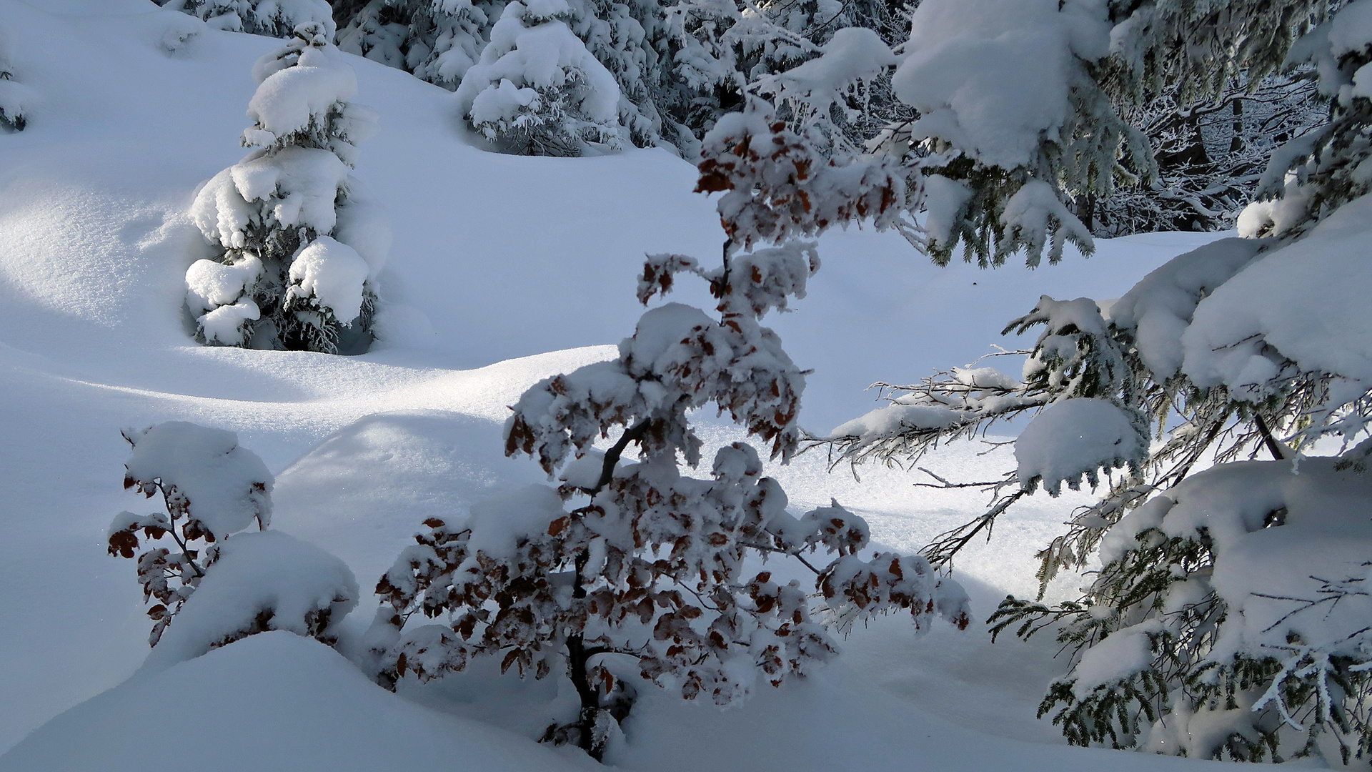 Winterwald