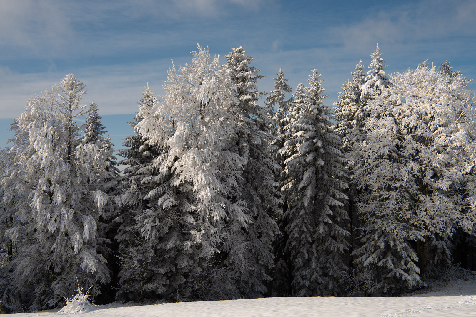 Winterwald