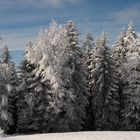 Winterwald