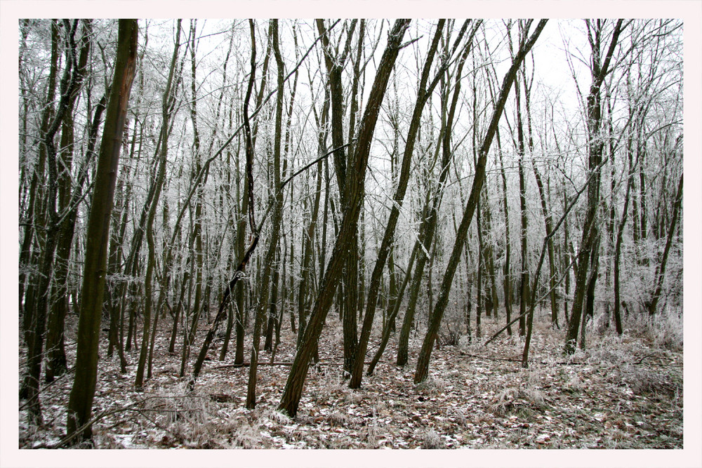 winterwald