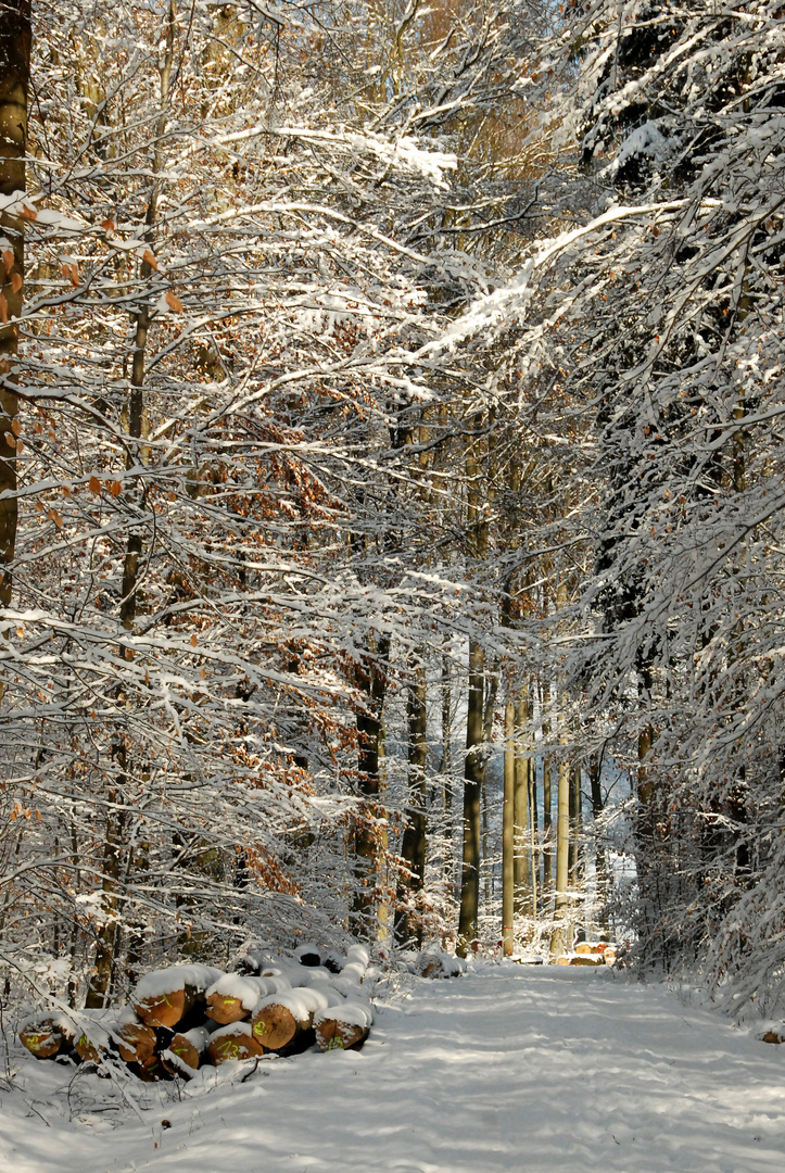 Winterwald 4