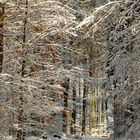 Winterwald 4